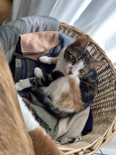 Lost Female Cat last seen Rome Pike , Lebanon, TN 37087