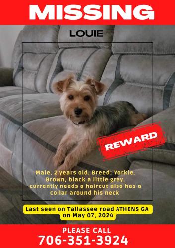 Lost Male Dog last seen Gas station , Athens, GA 30607