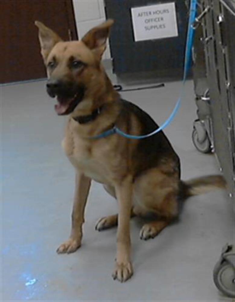 Shelter Stray Male Dog last seen , Fayetteville, NC 28306