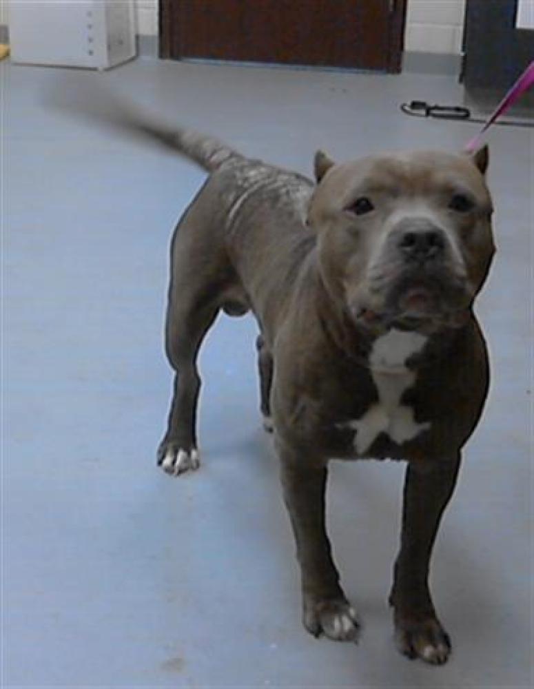 Shelter Stray Male Dog last seen Near BLOCK ROSLIN FARM RD, HOPE MILLS NC 28348, Fayetteville, NC 28306