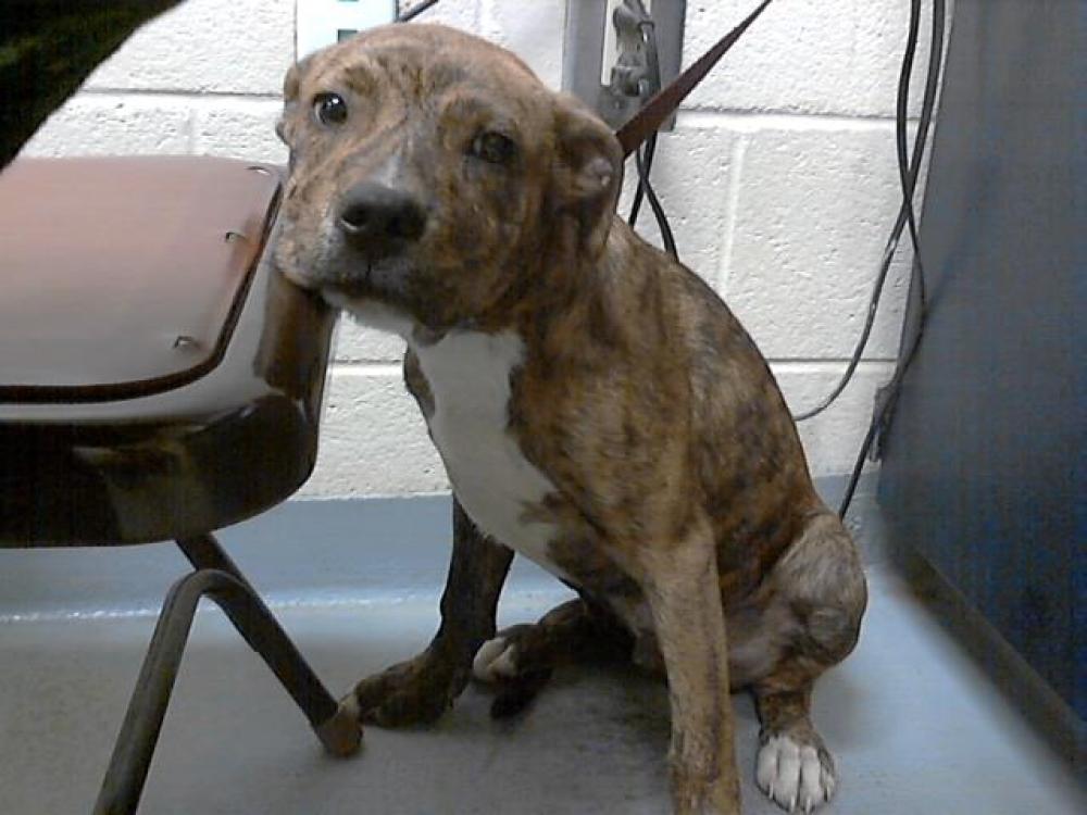 Shelter Stray Male Dog last seen , Fayetteville, NC 28306
