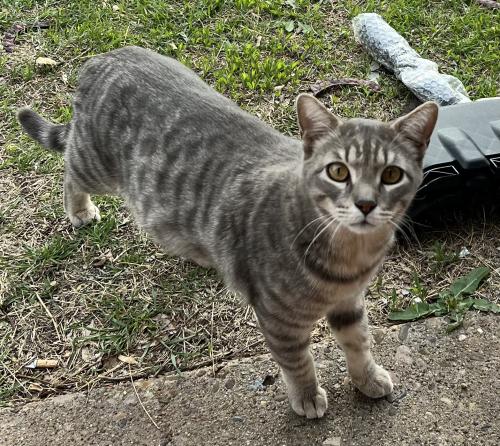 Lost Male Cat last seen 15th and Bell, Amarillo, TX 79106