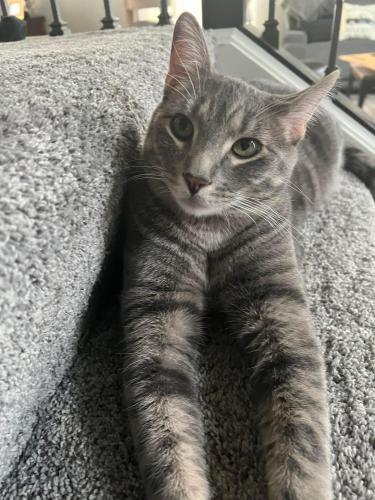 Lost Male Cat last seen Fraser and Rt 59, Plainfield, IL 60586