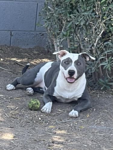 Lost Female Dog last seen 7th Ave & Baseline , Phoenix, AZ 85041
