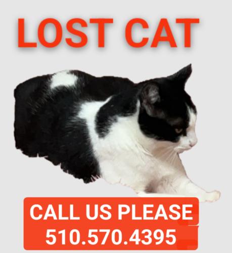 Lost Female Cat last seen Calabazes & Mark ave, Santa Clara, CA 95051