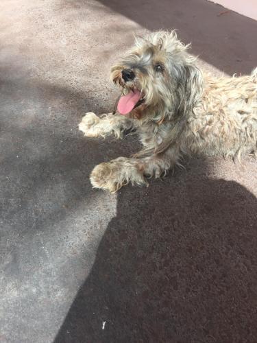 Lost Male Dog last seen 32nd street , West Palm Beach, FL 33404