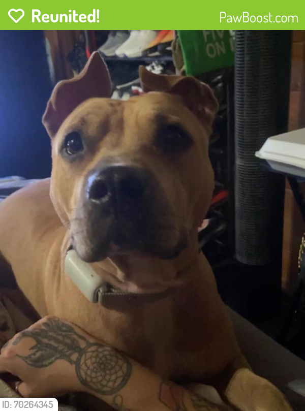 Reunited Female Dog last seen 48ave and 69th street , St. Petersburg, FL 33709