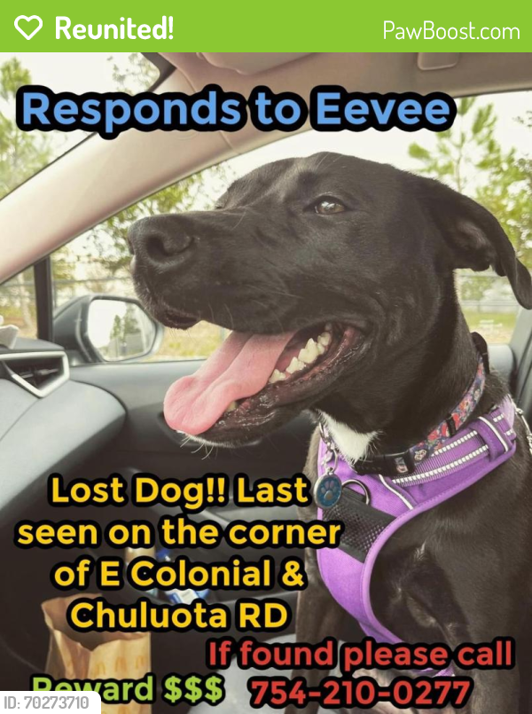 Reunited Female Dog last seen Tractor supply, Orlando, FL 32820