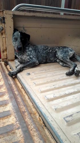 Lost Female Dog last seen Esmalda av, Dallas, TX 75212