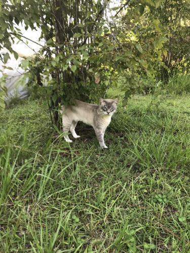 Lost Male Cat last seen Near SW County road 379 Bristol Florida , Bristol, FL 32321