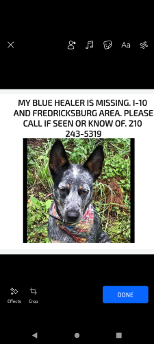 Lost Female Dog last seen Fredericksburg I 10, Fredericksburg, TX 78624