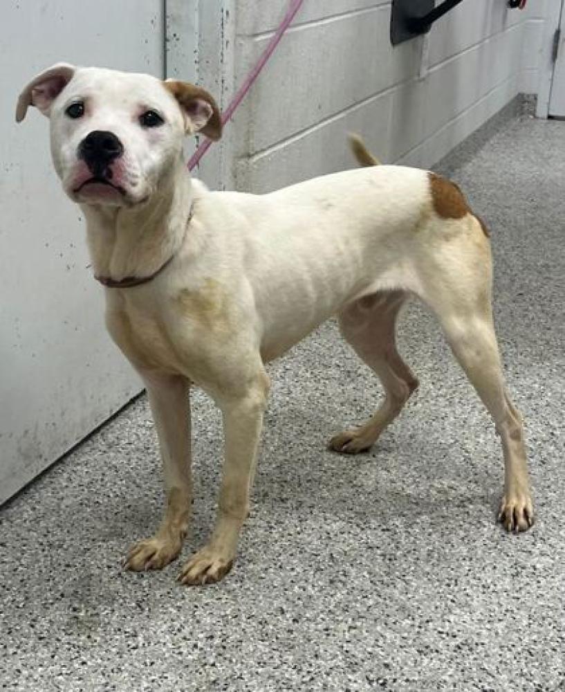 Shelter Stray Male Dog last seen Near Euclid Ave, 64130, MO, Kansas City, MO 64132