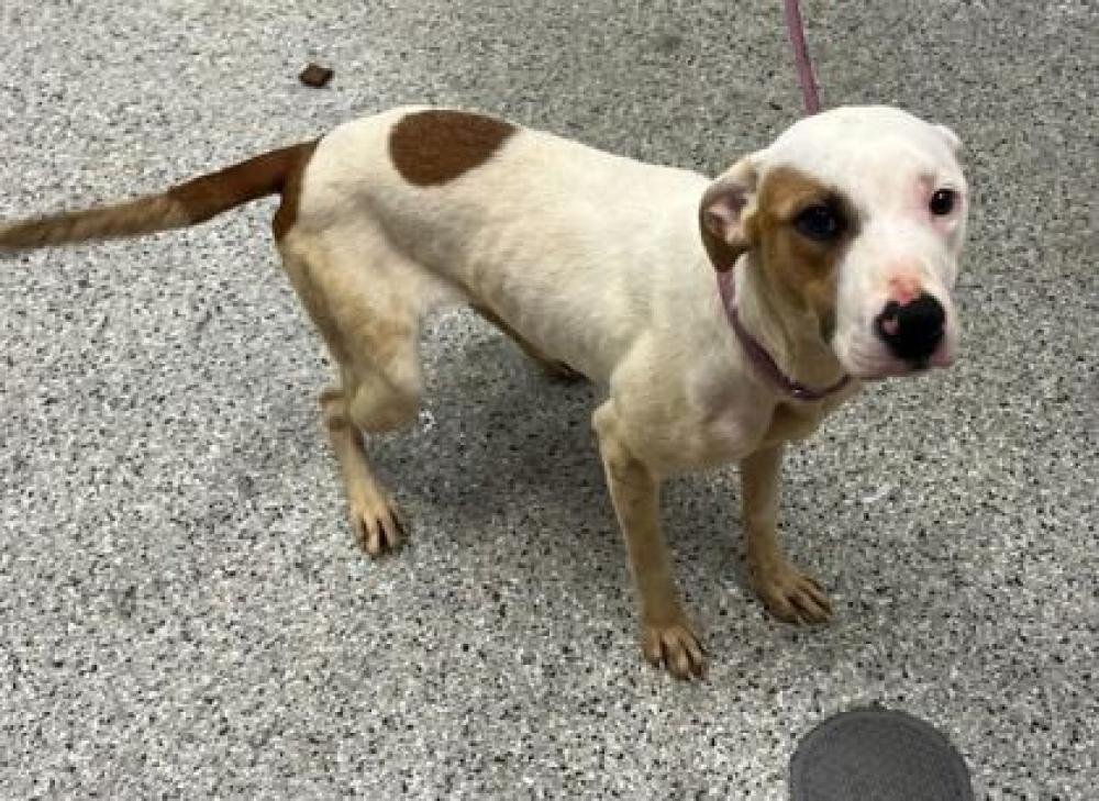 Shelter Stray Female Dog last seen Near Euclid Ave, 64130, MO, Kansas City, MO 64132