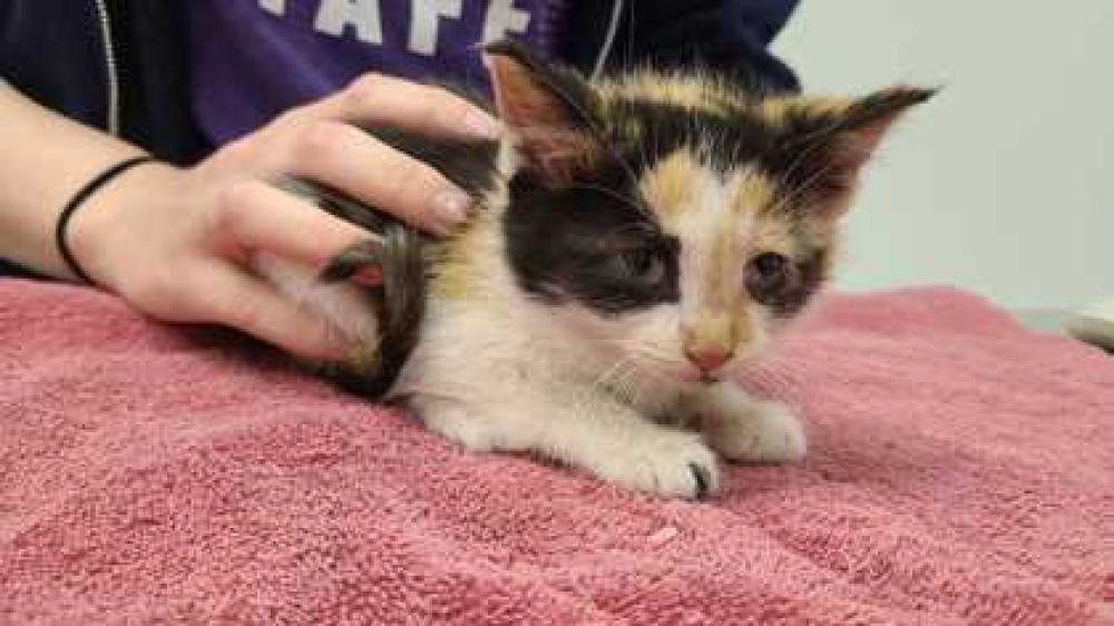 Shelter Stray Female Cat last seen Quincy Ave & Thompson Ave, Kansas City, MO, 64124, 64124, MO, Kansas City, MO 64132