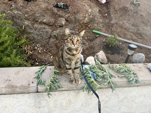 Lost Female Cat last seen Near Singing Trails. Dr. El Cajon, CA, El Cajon, CA 92019