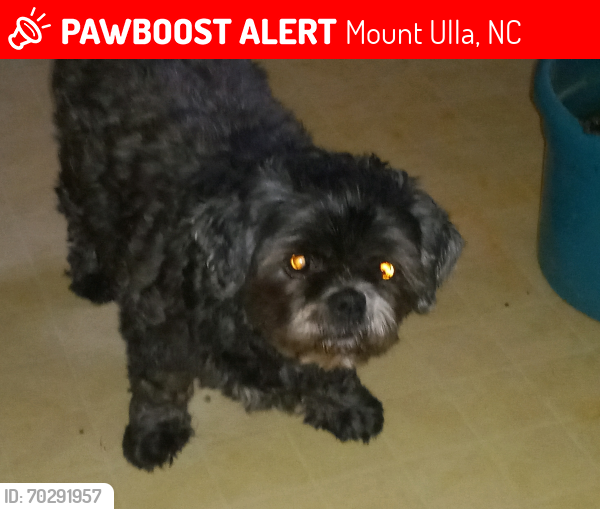 Lost Female Dog last seen Near and Belk Rd, Mount Ulla, NC 28125