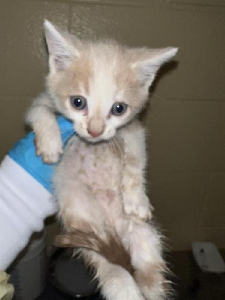 Shelter Stray Male Cat last seen , Sacramento, CA 95818