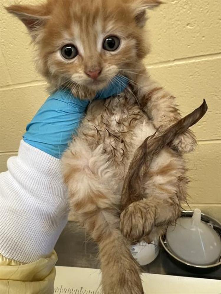 Shelter Stray Male Cat last seen , Sacramento, CA 95818