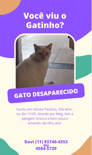 Lost Female Cat last seen Rua dos eucaliptos, Vila Ieire , Várzea Paulista, SP 