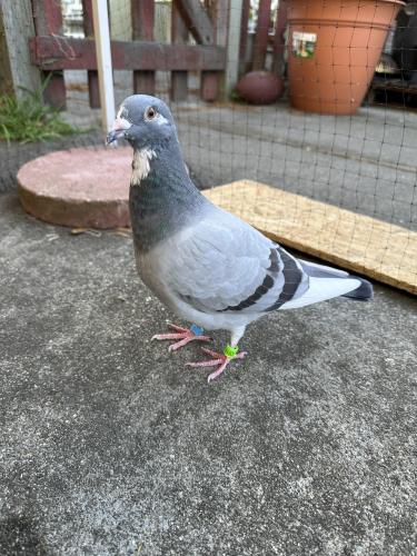 Lost Male Bird last seen Central avenue Fremont ca, Fremont, CA 94536