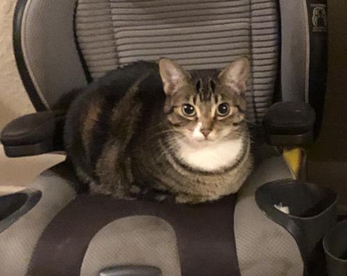 Lost Female Cat last seen Hillview Dr. and Madrona Ave., Salem, OR 97302