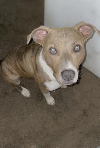Lost Male Dog last seen Near Brentdale Avenue , Memphis, TN 38118