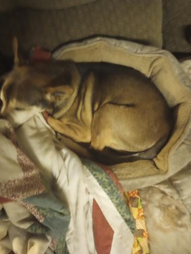 Lost Male Dog last seen Willis Dady , Cedar Rapids, IA 52404