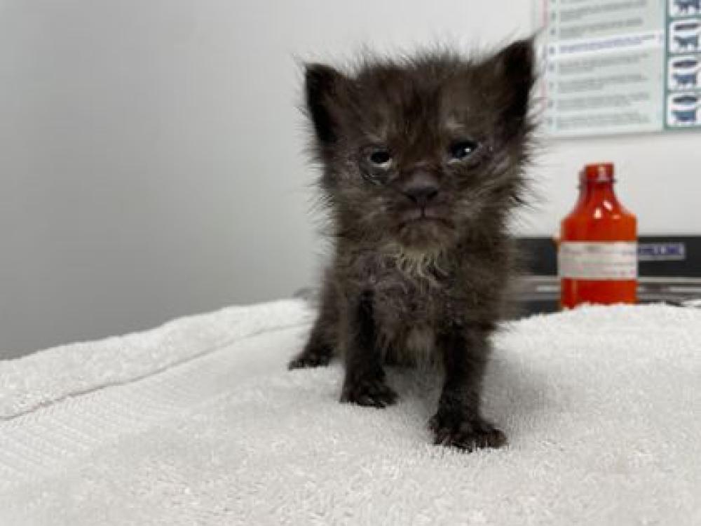 Shelter Stray Female Cat last seen Near NW 68th St KCMO 64118, 64118, MO, Kansas City, MO 64132
