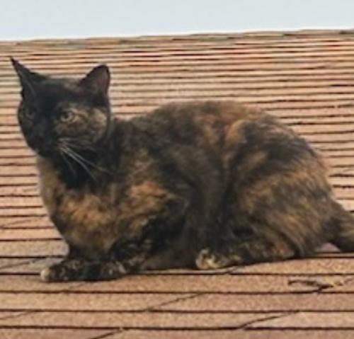 Lost Female Cat last seen Gatewood , Garland, TX 75043