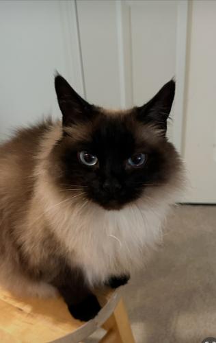 Lost Female Cat last seen Center & Market near US Bank, Stockton, CA 95202