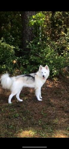 Lost Female Dog last seen Tanglewilde, Houston, TX 77056