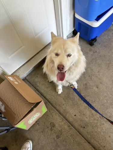 Lost Male Dog last seen Franklin and Troy , Indianapolis, IN 46239