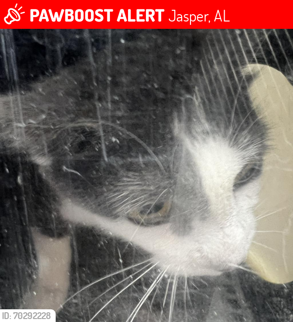 Lost Female Cat last seen Birmingham Ave & 23rd St E, Jasper, AL 35501