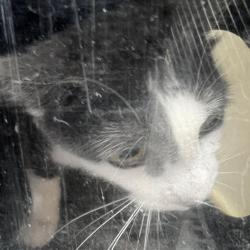 Lost Female Cat last seen Birmingham Ave & 23rd St E, Jasper, AL 35501