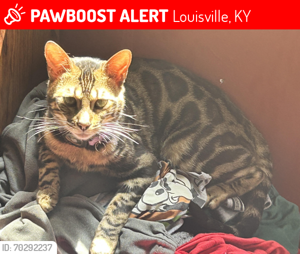 Lost Male Cat last seen Finley Ave , Louisville, KY 40222