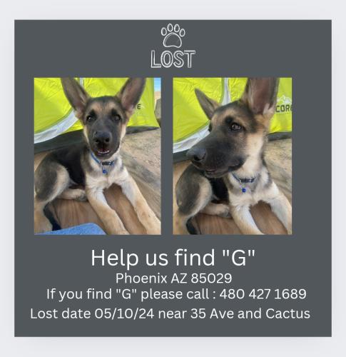 Lost Male Dog last seen 35th Ave and Cactus Rd, Phoenix, AZ 85029