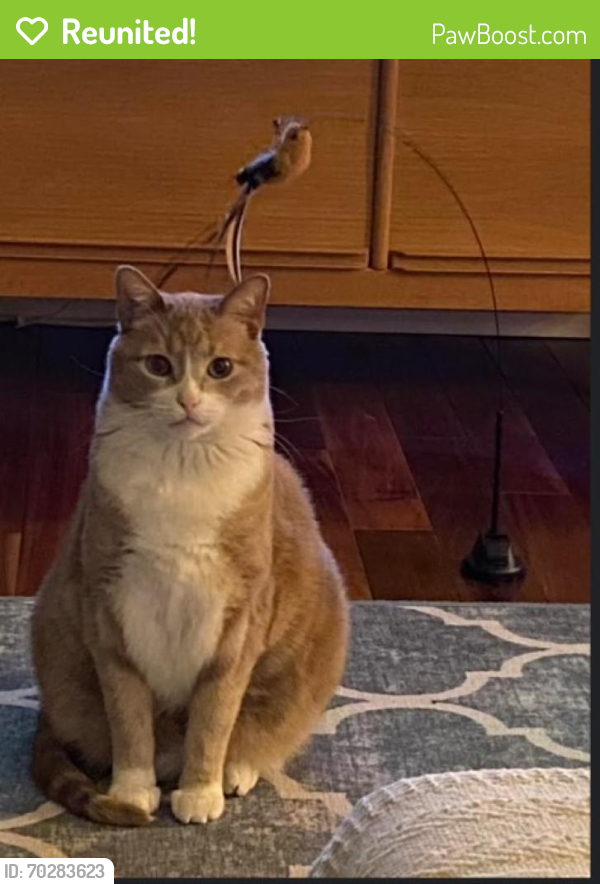 Reunited Male Cat last seen Near S Delaware Ave and Fernwood Ave, Milwaukee, WI 53207