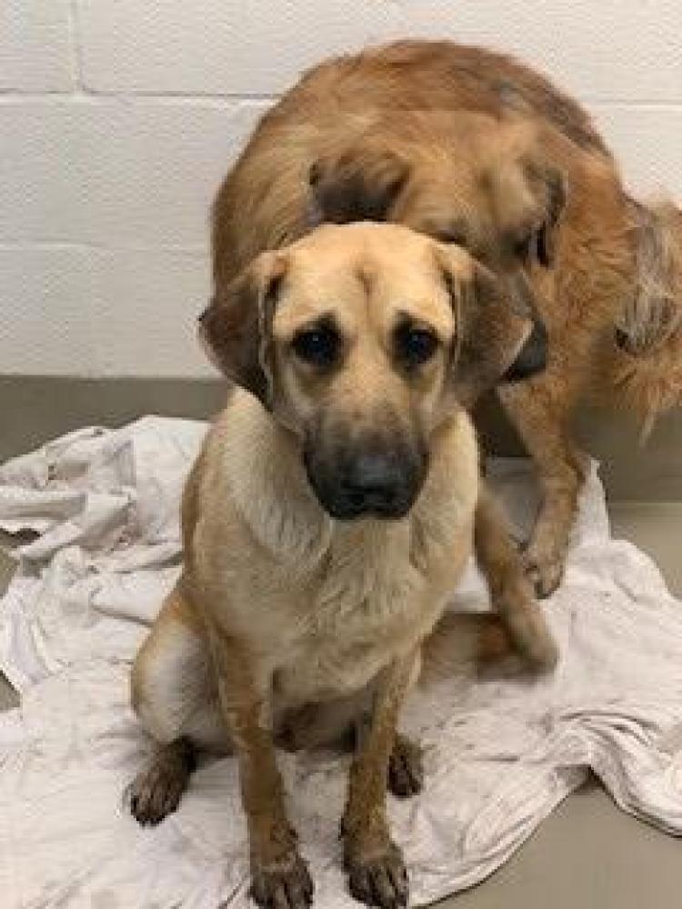 Shelter Stray Female Dog last seen Near BLOCK ALAMEDA TRACE CIR, Austin, TX 78702