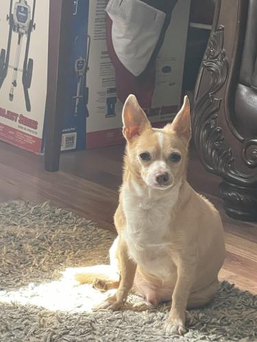 Lost Male Dog last seen Corn Valley Dr and Ferndale Ln, Grand Prairie, TX 75052