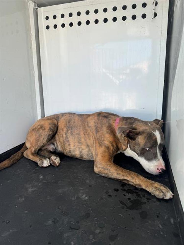 Shelter Stray Male Dog last seen Near BLK 20TH ST, BAKERSFIELD,CA, Bakersfield, CA 93307
