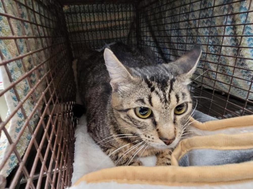 Shelter Stray Female Cat last seen , San Pedro, CA 90731