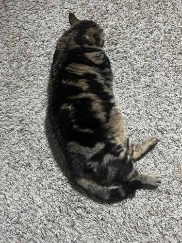 Lost Male Cat last seen W. Cumberland Road and Old Jacksonville Highway , Tyler, TX 75703