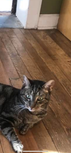 Lost Male Cat last seen Waverly and Oakland, Jersey City, NJ 07306