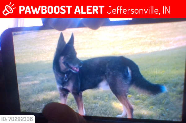 Lost Male Dog last seen Near oak court, Jeffersonville, IN 47130