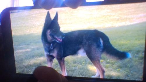 Lost Male Dog last seen Near oak court, Jeffersonville, IN 47130