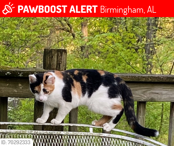 Lost Female Cat last seen Brewster Road , Birmingham, AL 35235