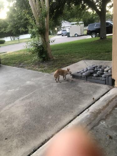 Lost Male Dog last seen Barnett park, Jacksonville, FL 32257