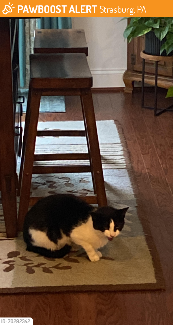 Strasburg, PA Stray Male Cat Found Near Old Post Ln | PawBoost