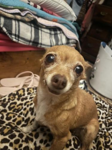 Lost Female Dog last seen Town East Blvd and Gus Thomasson, Mesquite, TX 75150