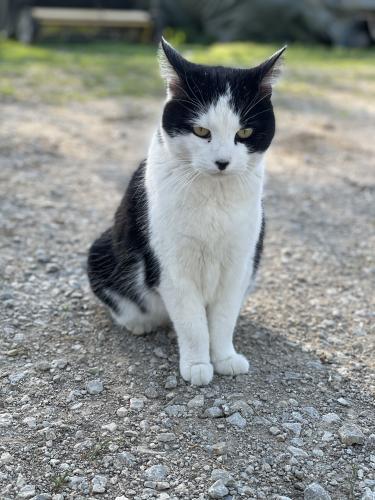 Lost Female Cat last seen Lackman & 215th in Spring Hill, Spring Hill, KS 66083